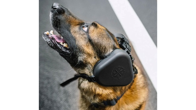 Protecting Fido